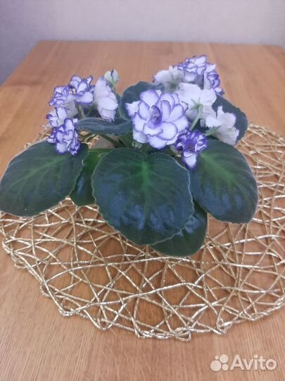 Цветы фиалки