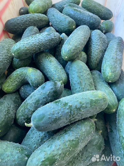 Помидор розовый мелкий, огурец Миринда некондиция