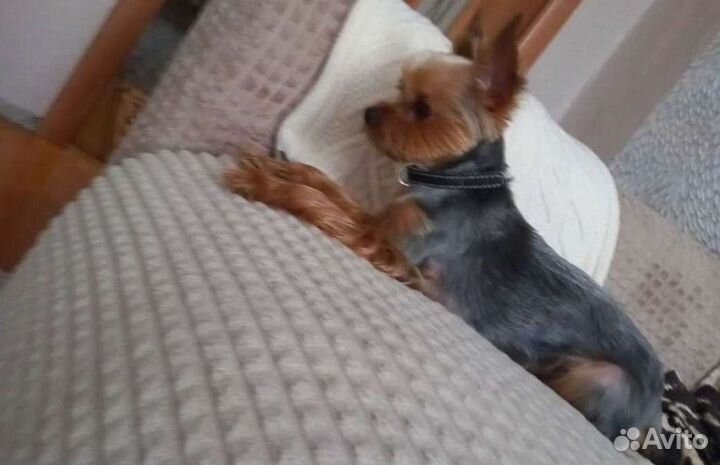 Йоркширский терьер