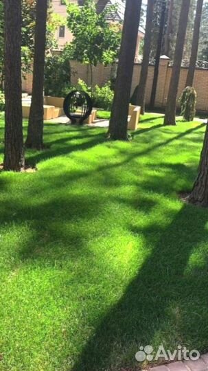 Рулонный газон 