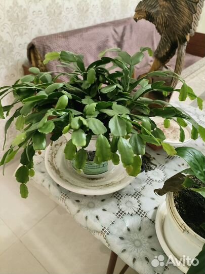 Фикусы, спатифиллум, декабрист, традесканция