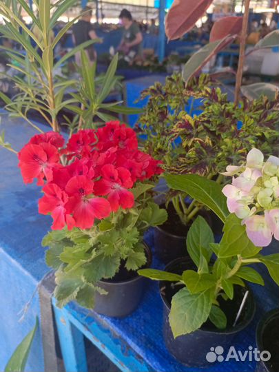 Цветы на Восточном рынке