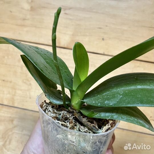 Орхидея Phal.Yaphon perfume yellow