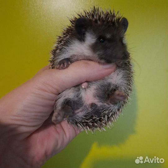 Африканский ежик