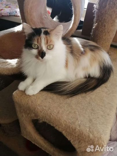 Клео, кошка