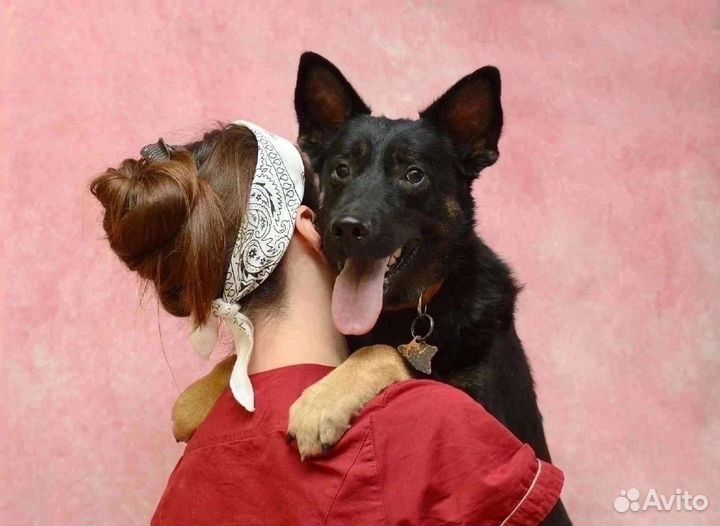 Собака в добрые руки