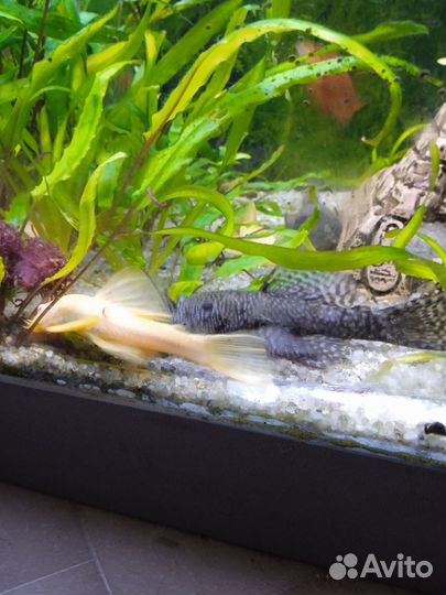 Аквариумные рыбки