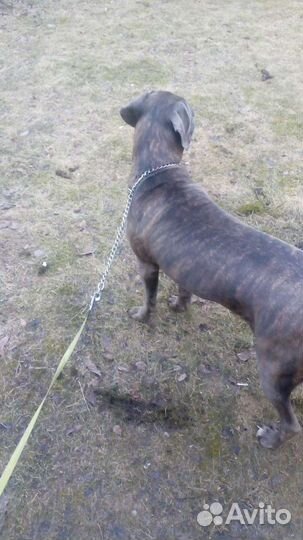 Выгул собак