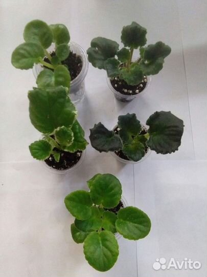 Продам детки и укорененные черенки сотовых фиалок