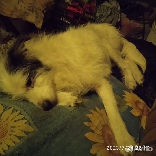 Собака Флинт