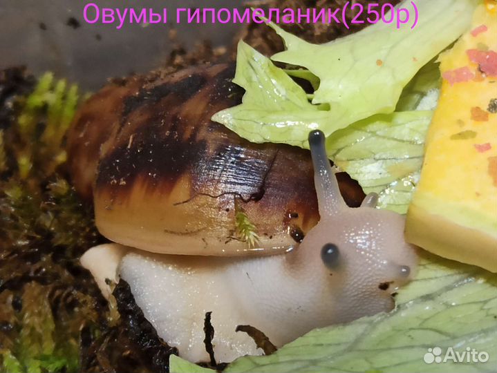 Улитки разные виды -эгригеллы, марги и др