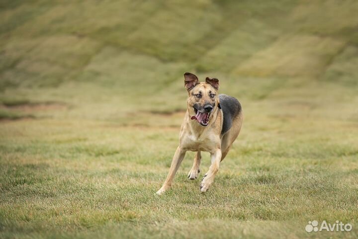 Арнольд в поисках дома