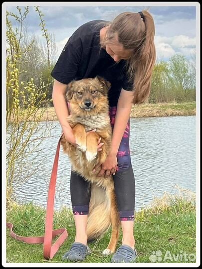 Чудо собачка для семьи