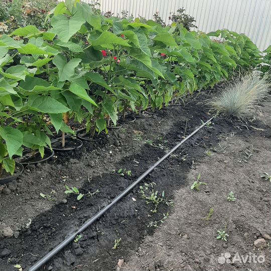 Саженцы катальпы