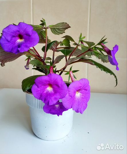 Цветущие ахименесы