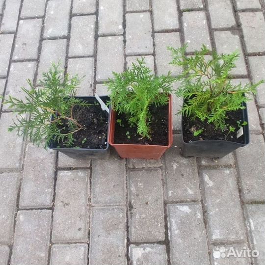 Туя шаровидная