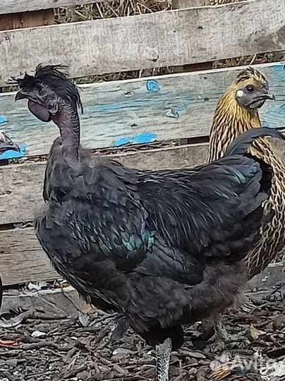 Петухи голошеи