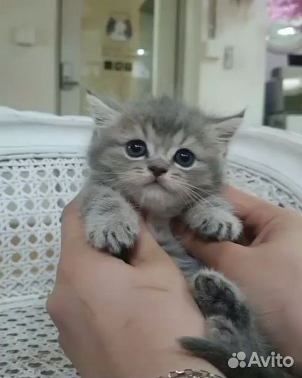 Котята-метисы