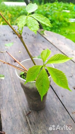 Многолетники:цветы,кусты,деревья