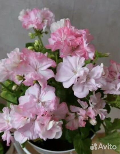 Пеларгонии сортовые