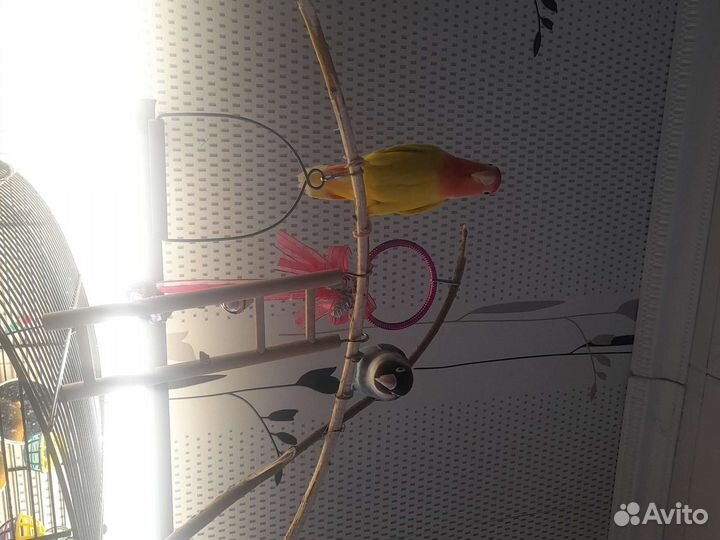 Попугай неразлучники с клеткой