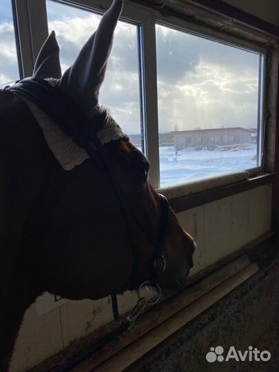 Уздечка для лошади