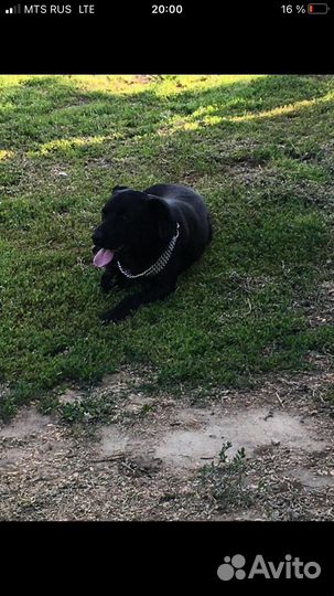 Отдам в добрые руки