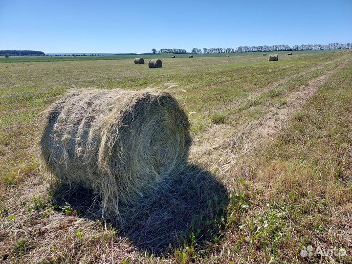 Сено люцерны в рулонах