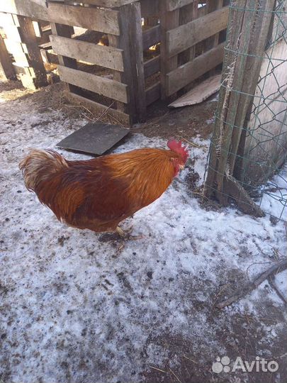 Цыплята суточные