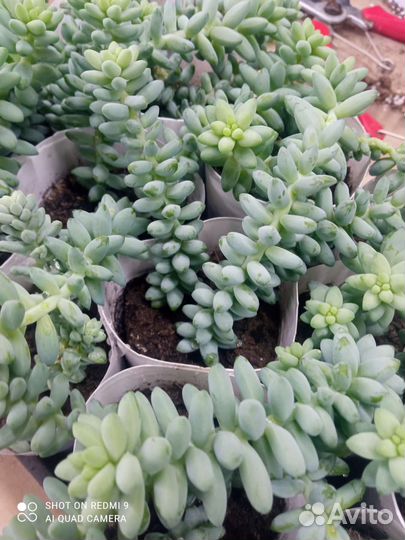 Очиток буррито