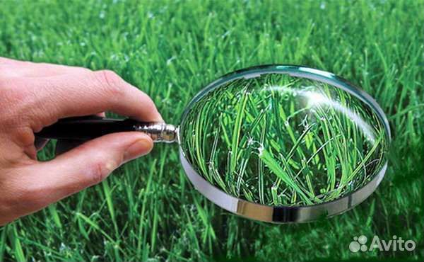 Диагностика растений