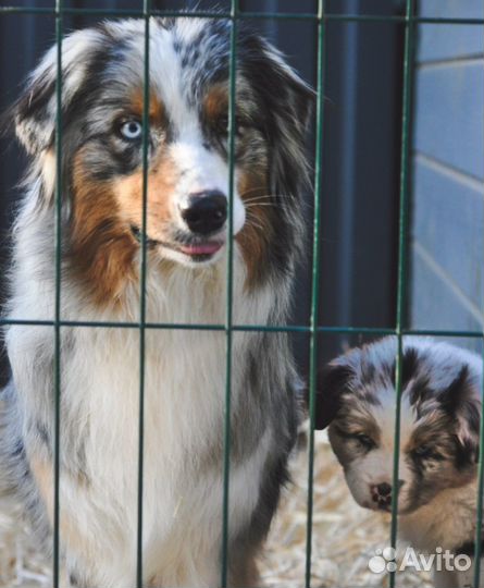 Австралийская овчарка.паппи