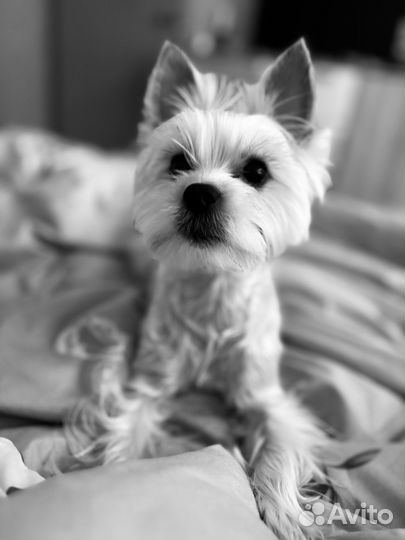 Йоркширский терьер