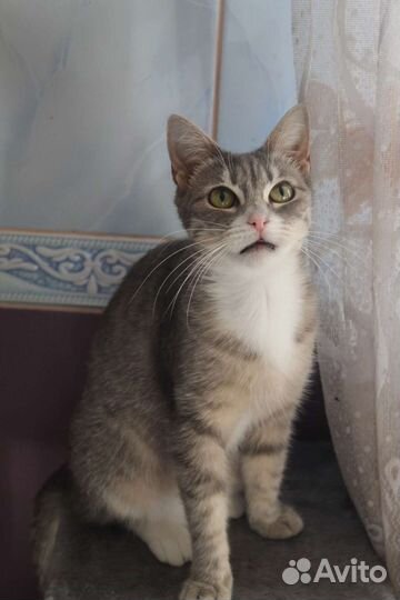 Самая ласковая кошечка