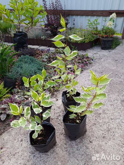 Дерен Элегантиссима