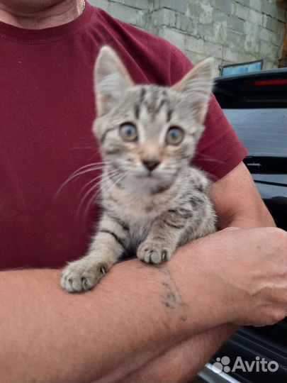 Кошка в дар бесплатно