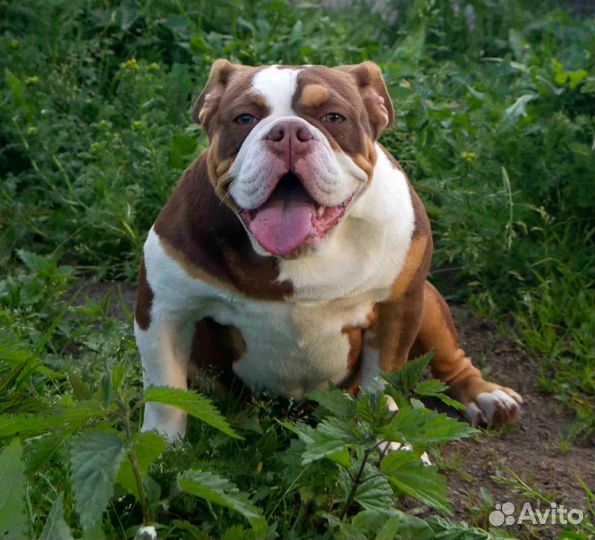 Английский бульдог девочка