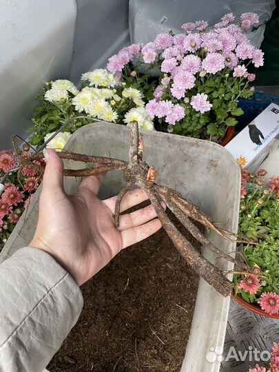 Пион корал сансет