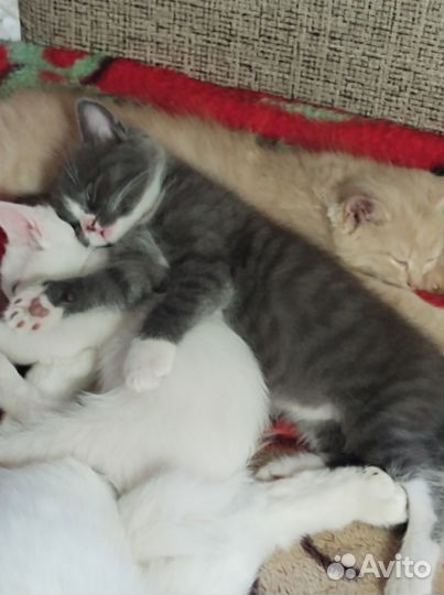 Пушистый, дымчатый мальчик. Бесплатно