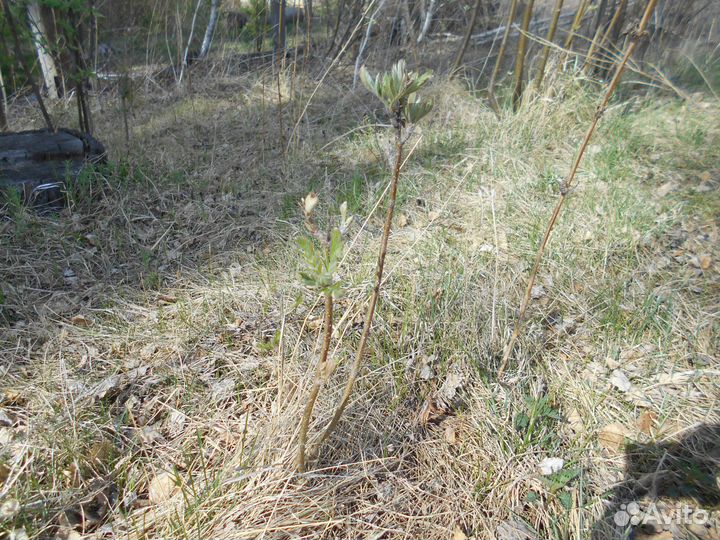 Саженцы рябины, калины и ягоды