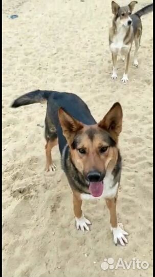 Умер хозяин.собака в дар в добрые руки