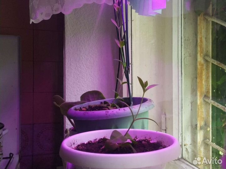 Эустома рассада