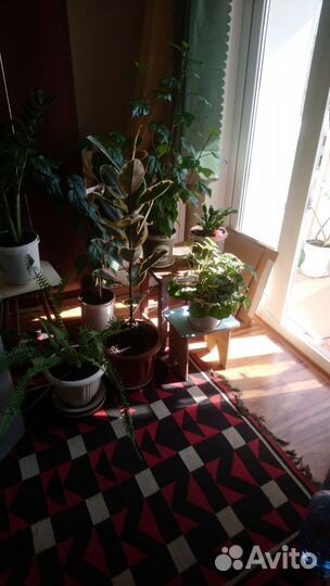 Комнатные цветы