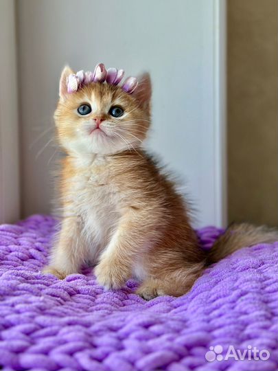 Очень миловидная и яркая кошечка золотая шиншилла