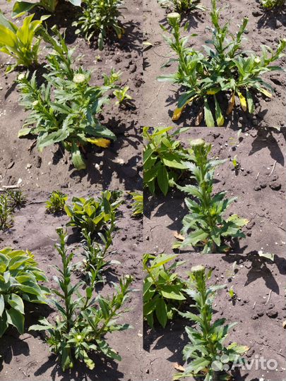 Махровые ромашки, многолетник