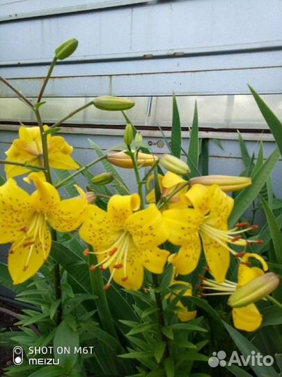 Лилия (луковицы)