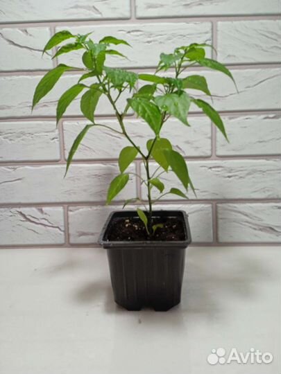 Перец острый