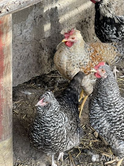 Куры молодки