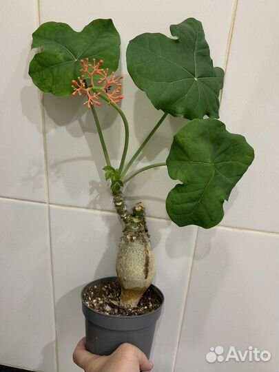 Редкие растения