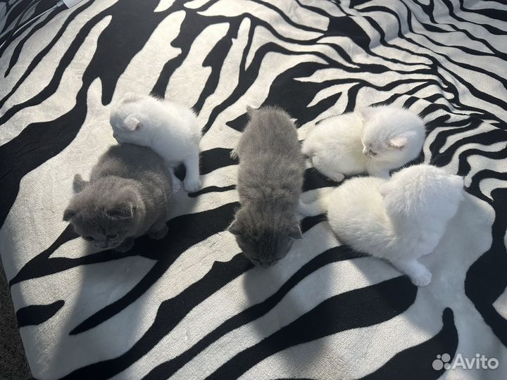 Шотландские вислоухие котята белые серые